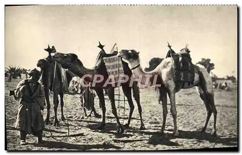 Cartes postales moderne Militaria Au Sahara Chameau