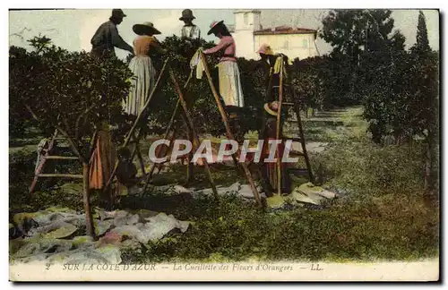 Cartes postales Sur la Cote d'Azur La cueillette des fleurs d'orangers Folklore
