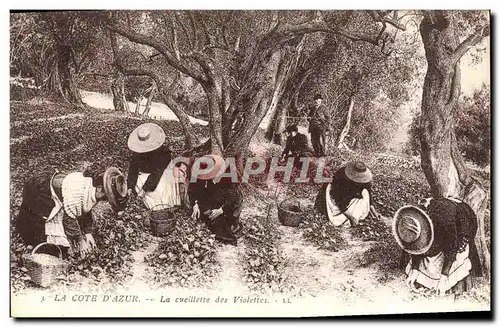 Cartes postales La Cote d'Azur La cueillette des Violettes