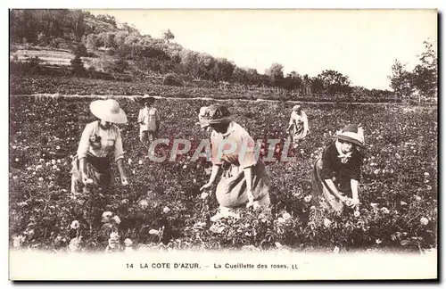 Ansichtskarte AK La Cote d&#39Azur La Cueillette des roses