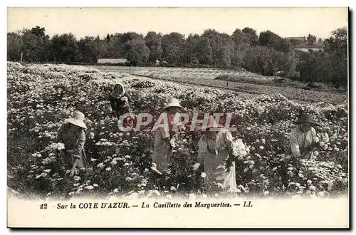 Ansichtskarte AK Sur La Cote d&#39Azur La Cueillette des Marguerttes