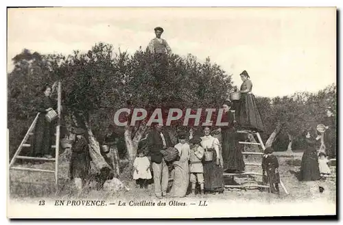 Cartes postales En Provence La Cueillette des Olives