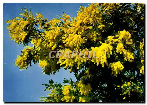 Cartes postales moderne Les Fleurs de la Cote d'Azur Mimosas