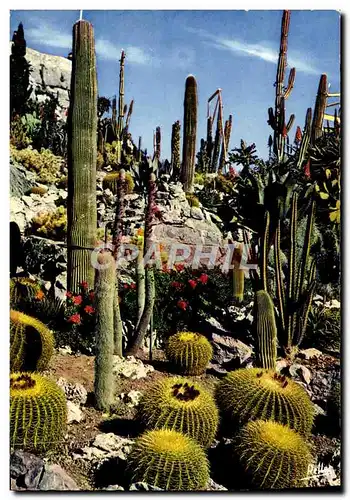 Cartes postales moderne La Cote d&#39Azur Jardin exotique Cactus