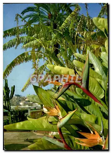 Cartes postales moderne La Cote d&#39Azur miracle de la nature Jardin exotique