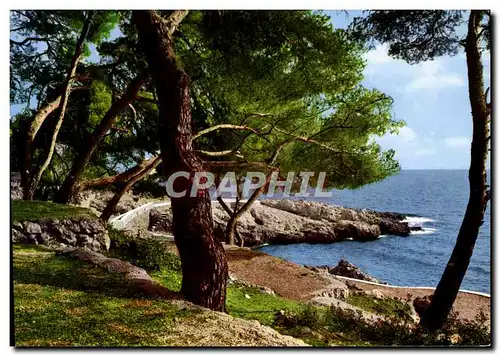 Cartes postales moderne Cote d&#39Azur Bord de Mer et Pinede