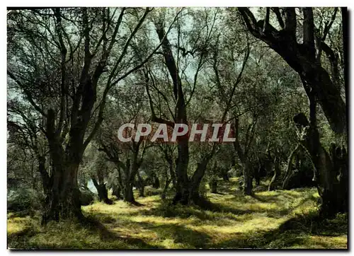 Cartes postales moderne Cote d'Azur champs d'oliviers