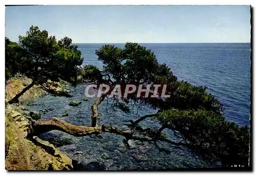 Cartes postales moderne Cote d'Azur Reflets Les pins penches