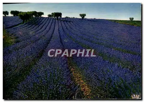 Cartes postales moderne Champ De Lavande