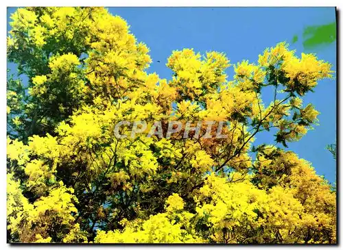 Cartes postales moderne Cote D'Azur Lumiere Et Beaute De Cote d'Azur