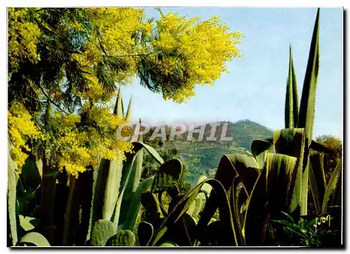 Cartes postales moderne Cote D&#39Azur Fleurs