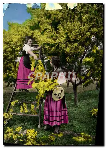 Cartes postales moderne Reflets De La Cote D&#39Azur La Cueillette Du Mimosa Femmes