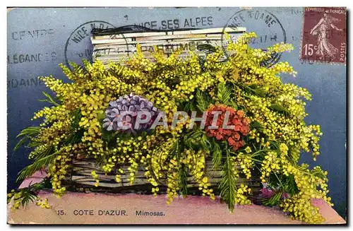 Ansichtskarte AK Cote D&#39Azur Mimosas Fleurs