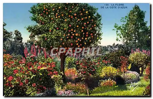 Cartes postales La Flore De La Cote D&#39Azur