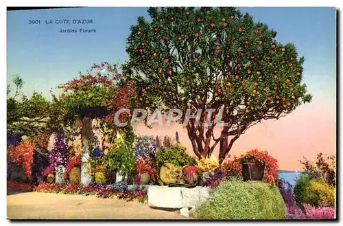 Cartes postales Cote D&#39Azur Jardin Fleuri