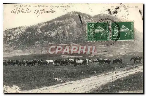 Cartes postales Caille Betail au paturage communal Vaches