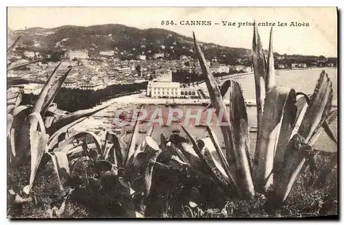 Ansichtskarte AK Cannes Vue Prise Entre les Aloes