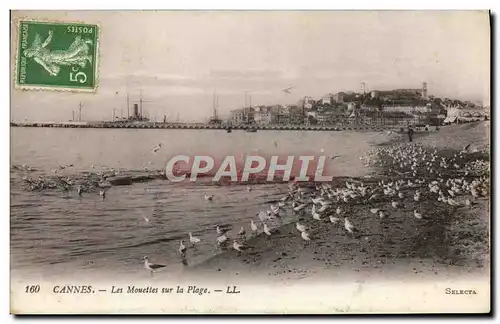 Cartes postales Cannes Les Mouettes Sur La Plage