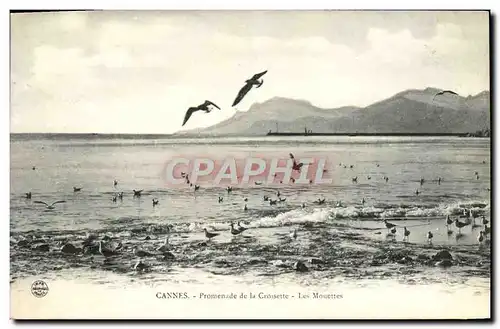 Cartes postales Cannes Promenade de la Croisette Les mouettes