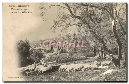 Cartes postales Grasse Vue artistique entre les Oliviers Moutons