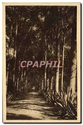 Cartes postales lle Ste Marguerite Allee d&#39eucalyptus