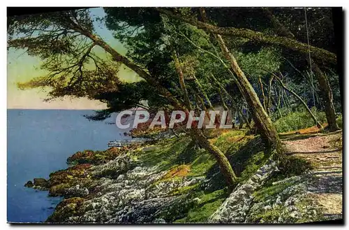 Cartes postales Menton Un Sous Bois au Cap Martin