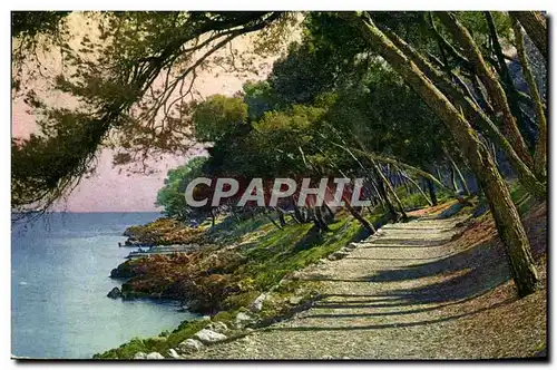 Cartes postales Les Pins au Cap Martin