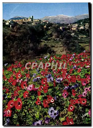 Cartes postales moderne Saint Paul Cote d&#39Azur French Riviera La floraison des anemones