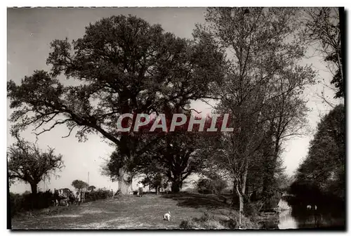 Cartes postales moderne Les Gogneaux Bleneau Les Vieux Chenes