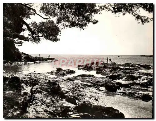 Cartes postales moderne La Cote d&#39Azur Varoise Presquile De Giens un Coin Du Du Niel