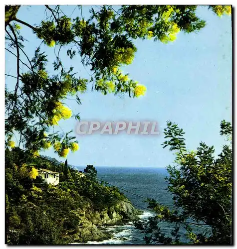 Cartes postales moderne Lumiere Et Beaute De La Cote d&#39Azur Les Boules Dorees Des Mimosas