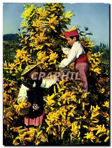 Cartes postales moderne Les Fleurs De La Cote d&#39Azur Mimosas Enfants