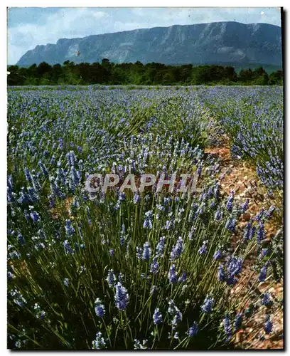 Moderne Karte La Provence Et Ses Champs De Lavande