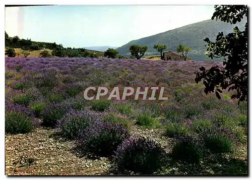 Moderne Karte Route De La Lavande Un Champ fleuri en Provence