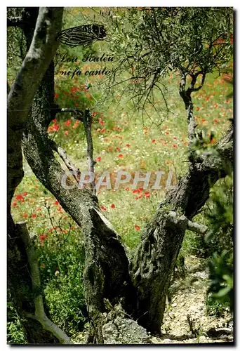 Cartes postales moderne Reflet De La Provence Printemps Sous Les Oliviers