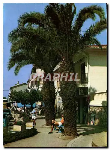 Cartes postales moderne La Londe Des Maures Coin d'Ombre Sur L'Avenue Clemenceau