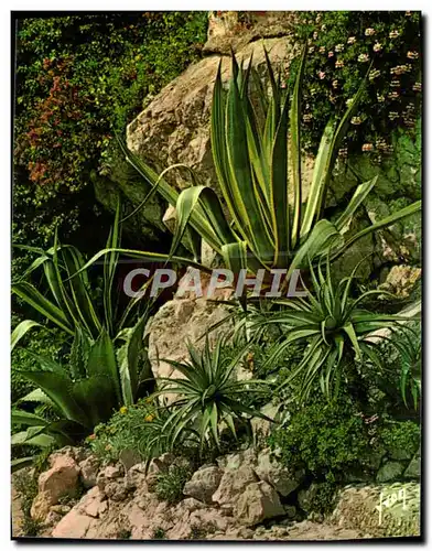 Cartes postales moderne Couleurs Et Lumiere De France La Cote d'Azur Jardin Fleuri