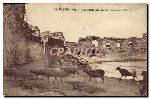 Cartes postales Frejus Une Partie des Arenes romaines Moutons