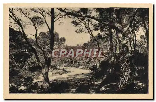 Cartes postales Hyeres Les Palmiers Sous Bois a Costebelle