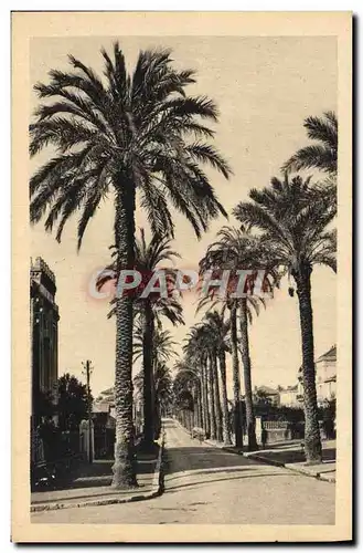 Cartes postales Hyeres les Palmiers Avenue Costa de Beauregard