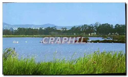 Cartes postales moderne Hyeres Les Palmiers Flamants dans les Salins