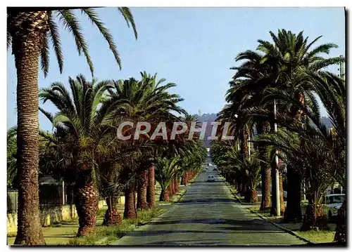 Cartes postales moderne Hyeres Les Palmiers Avenue Alexis Godillot