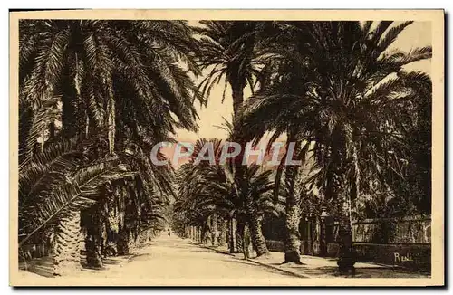 Cartes postales Hyeres Les Palmiers Avenue Godillot