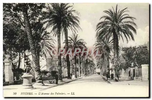 Cartes postales Hyeres L'Avenue des Palmiers
