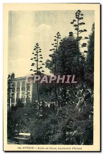 Cartes postales Hyeres Aloes en fleurs boulevard d&#39Orient