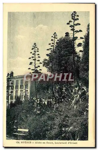 Cartes postales Hyeres Aloes en fleurs boulevard d'Orient
