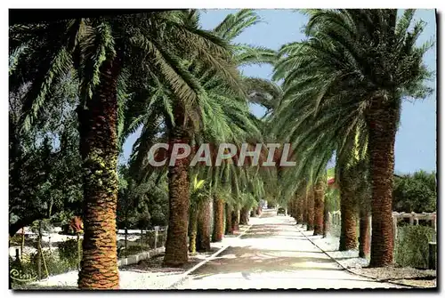 Cartes postales St Cyr Les Lecques Allee des Palmiers