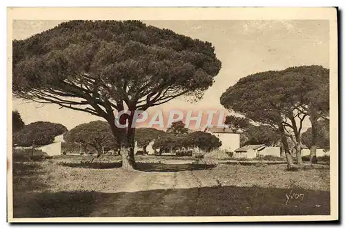 Cartes postales Cote D'Azur Saint Tropez Pins Maritimes