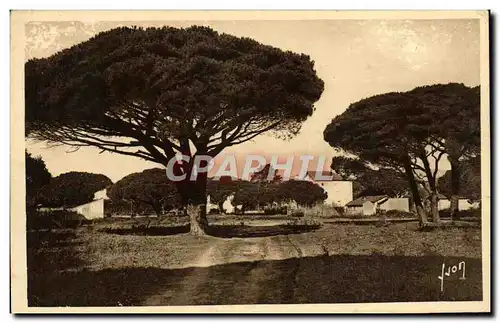 Cartes postales Saint Tropez Pins Maritimes