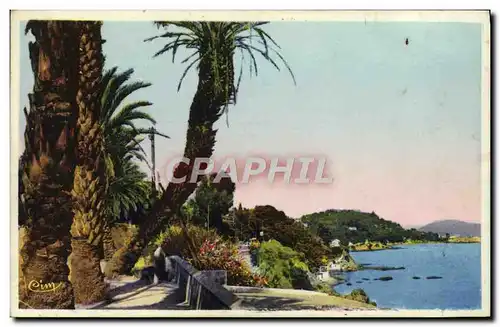 Cartes postales Toulon La Boulevard du Littoral Le Palmier Penche